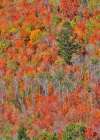 USA, Idaho. Aspen and maple near Liberty and Bear Lake in autumn colors Art Print